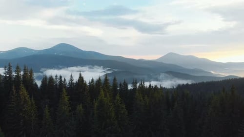 Aerial View. Flying over the pine forest In high mountains in beautiful clouds