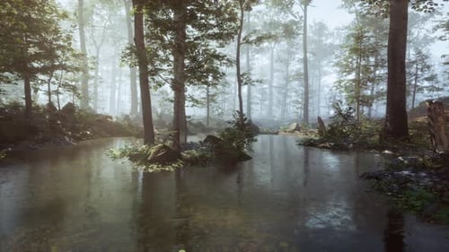 A Stream Running Through a Forest Filled with Trees