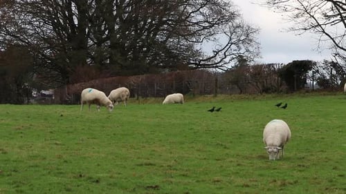 A small flock of Sheep grazing in a field in Winter with Jackdaws, Coloeus monedula feeding nearby.