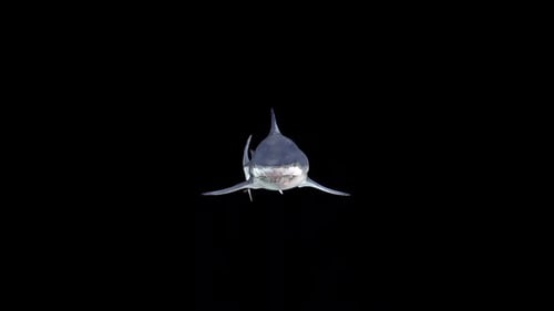 Realistic 3D Great White Shark Swimming Animation