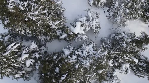 Aerial Snowy Pine Tree