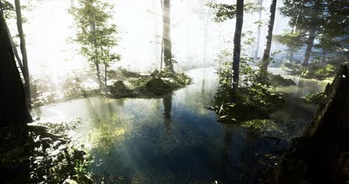 Sunlight Filtering Through Trees Above a Tranquil Forest Pond at Dawn