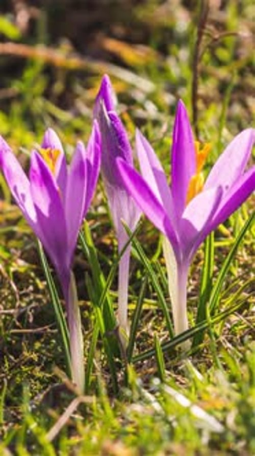 Crocus Flowers Blooming in Sunny Spring Meadow, Vertical Timelapse
