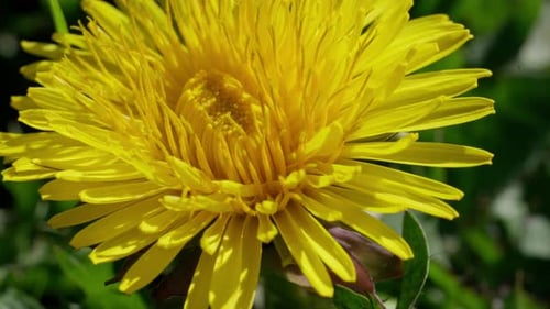 Dandelion flower bloom, garden wildflowers, vibrant scenery