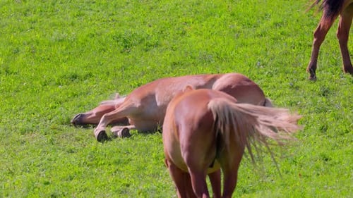 Horses Feed on the Grass in the Meadow - Close Up