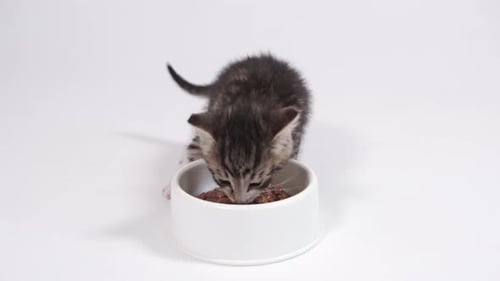 Two Little Striped Kittens Run Up to Bowl with Food and Start Eating Canned Cat Food for Small