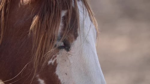 Close up of horses face as hair blows in the wind