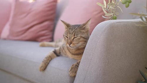 cat relaxing on cozy sofa, lounge outdoor setting, summer evening slow motion