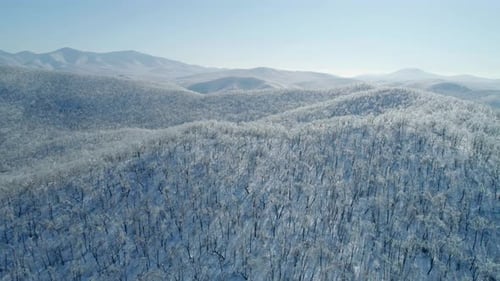 Aerial View of a Frozen Forest with Snow Covered Trees at Winter Flight Above Winter Forest Aerial