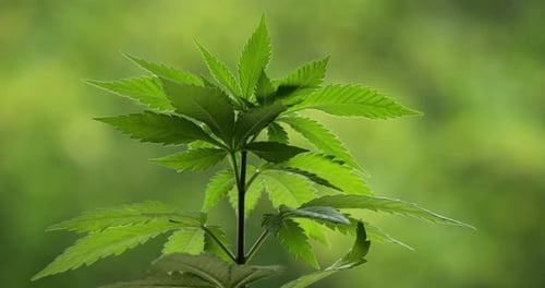 Marijuana (Cannabis sativa). Details of cannabis leaves.