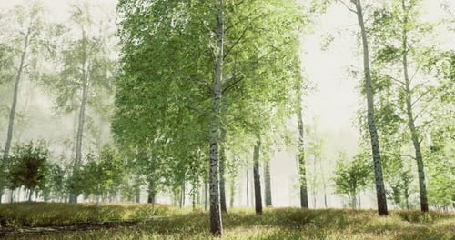 Vibrant Forest with Lush Greenery and Soft Sunlight Filtering Through