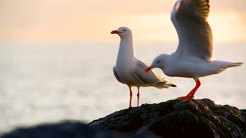 Ralentissement impressionnant d'une mouette qui atterrit à côté de son ami. L'un de mes clips préférés !