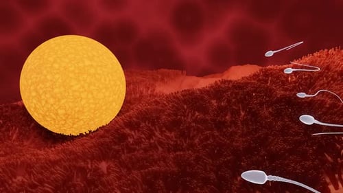 Microscopic View of Sperm Cells Fertilizing an Egg