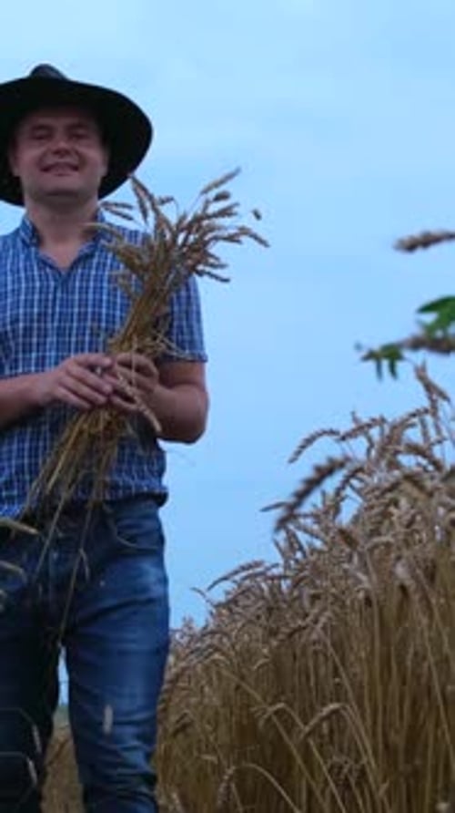 A Young Happy Farmer Holds Ears of Ripe Wheat in His Hands Against the Background of a Golden Field