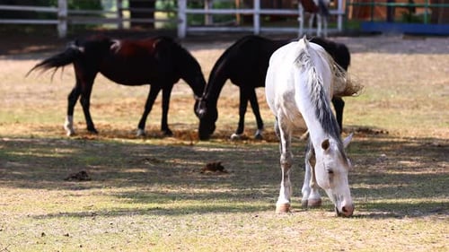 Pferde laufen auf einer sandigen Koppel neben dem Stall auf dem Bauernhof. Auf einer Farm weidet ein weißes Pferd. Pferde
