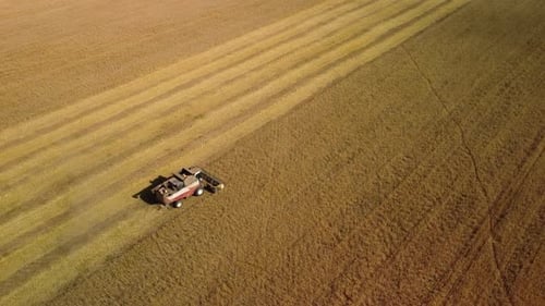 Aerial View a Harvester Machine to Harvest Wheat Field Working