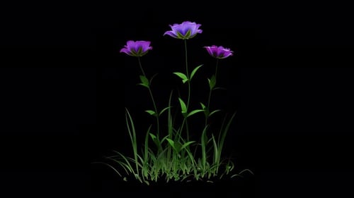 Violette Rose wächst