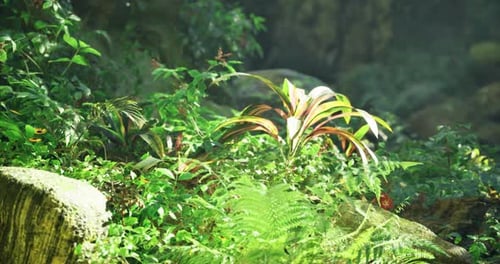Lush Green Foliage Thrives in Natural Sunlight Within a Serene Forest