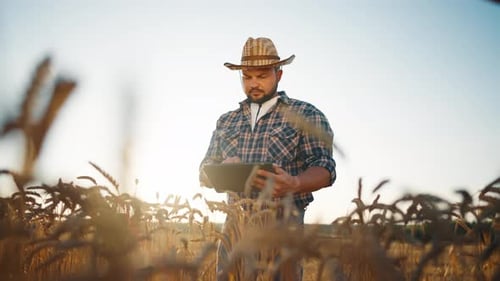Farmer Botanist Agronomist Man with Tablet Works on Farm Field Checks Ripe Wheat Growth Collects