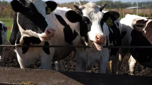 Many Cows in a Stable Dairy Cows in Modern Free Livestock Stall