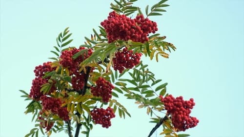 Rowan Red auf einem Baum im Herbst
