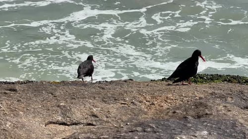 african oster catchers along the shore