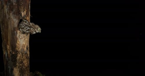 Little Owl, athene noctua, Flying Adult, Taking Flight from Nest, Normandy, Slow Motion 4K