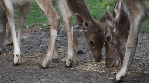 Deer Group Feeding Together in a Natural Setting