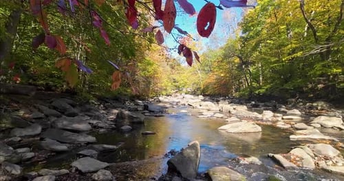 Rivière apaisante dans une forêt d'automne avec des feuilles rouges et oranges et des pierres situées dans un cadre paisible