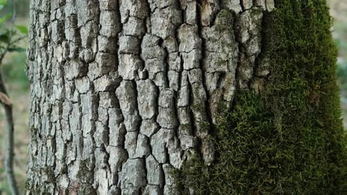 Old Tree on Sunny Day in the Park Close Up Macro Human in the Forest Friendly Hugs a Tree Wild