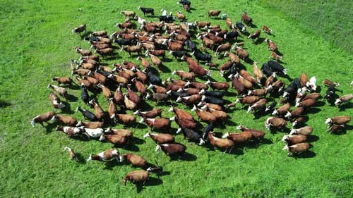 Countryside Dairy Farm Brown Cows and Calves Grazing in a Green Field of Grass View From a Height