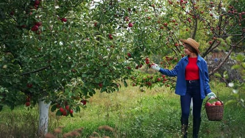 Female farmer has collected ripe apples in the garden.