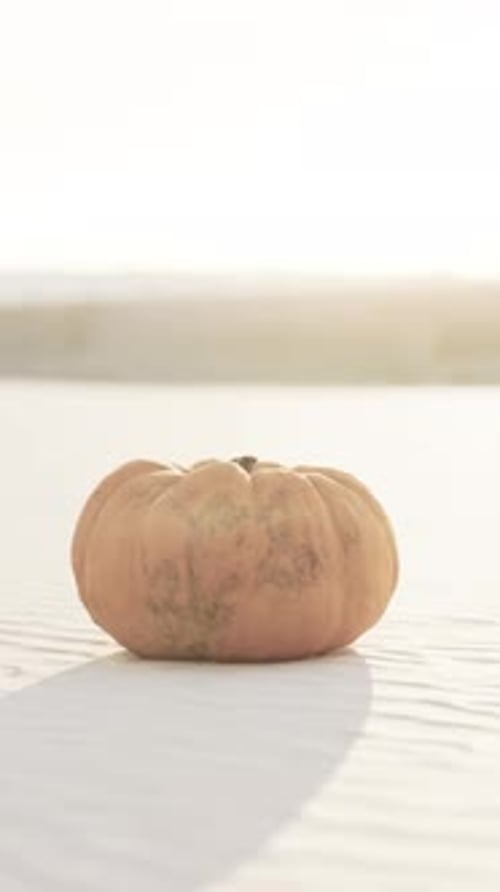 Halloween Pumpkin on the Beach Dunes