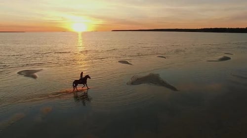 Aerial Shot of a Girl on a Horse Galloping along the Beach