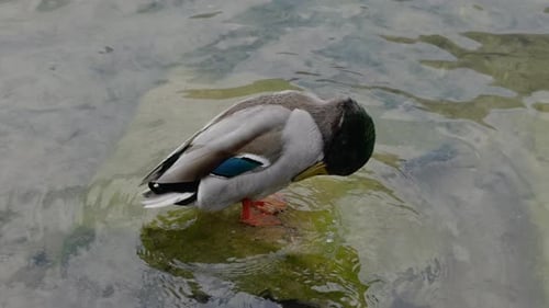 Mallard Clean Lake Slow-Motion