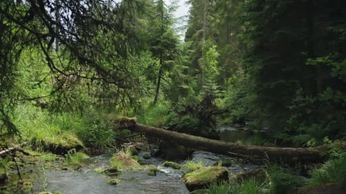 Stream in a Dense Forest