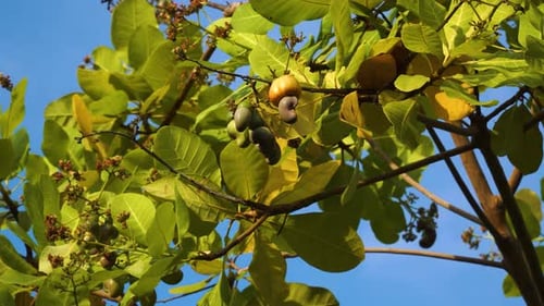 Close up shot of tropical cashew tree with cashew seeds growing in wilderness during sunny day with