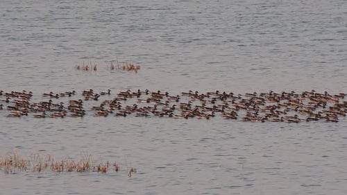 Garganey, Spatula querquedula, bewegt sich zusammen als eine große Herde auf einem Gewässer und ein Entenfang