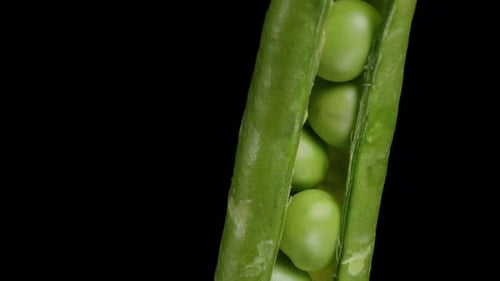 Opened Pea Pod with Fresh Green Peas inside, macro slider isolated on a black background.