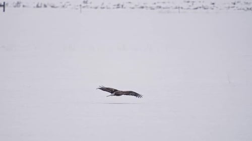Bald Eagle juvenile flying low over the snow and landing on the ground