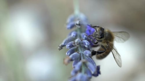 Bee on lavender, macro shot