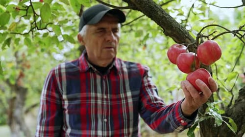 Ein
reifer kaukasischer Mann mit Mütze nimmt rote reife Äpfel von einem Baum. Im Herbst Obst sammeln.
