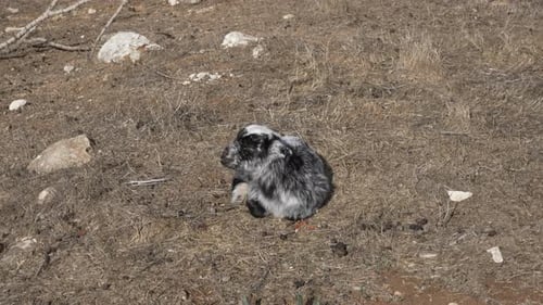 A baby goat sitting alone in the dry grass, bleating and grooming himself.