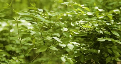 Leaves in Forest Gently Blowing in Wind