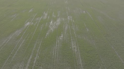 A Field of Wheat in Spring