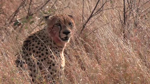 Ein Gepard sitzt an einem windigen Tag aufrecht im hohen Savannengras. Nahaufnahme.
