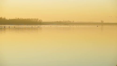 Birds flying above a lake during a yellow foggy sunset