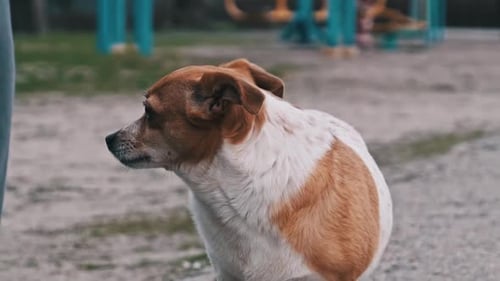 Small Dog Standing on Pavement