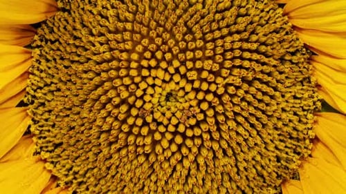 Yellow Sunflower Head Blooming in Time Lapse Close Up