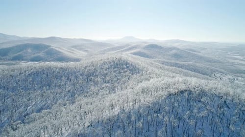 Aerial View of a Frozen Forest with Snow Covered Trees at Winter Flight Above Winter Forest Aerial